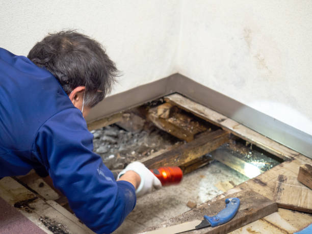 Best Same-Day Mold Removal  in Bull Run Mountain Estates, VA