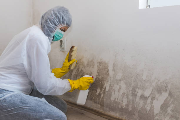 Best Attic Mold Removal  in Bull Run Mountain Estates, VA