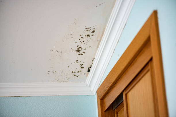 Best Black Mold Removal  in Bull Run Mountain Estates, VA