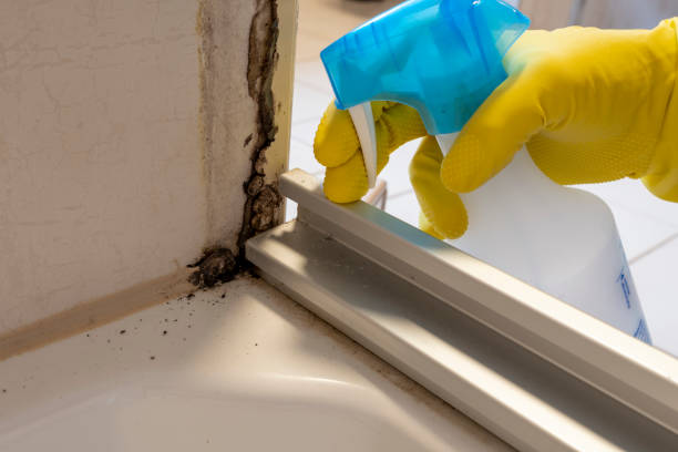 Best Mold Removal Near Me  in Bull Run Mountain Estates, VA
