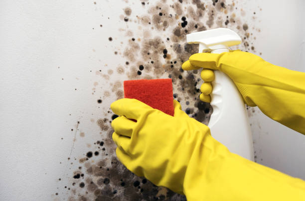 Best Mold Remediation  in Bull Run Mountain Estates, VA