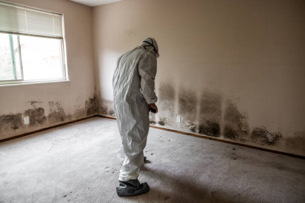 Best Mold Remediation  in Bull Run Mountain Estates, VA
