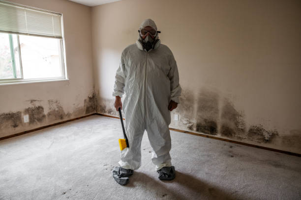 Best Best Mold Removal Companies  in Bull Run Mountain Estates, VA